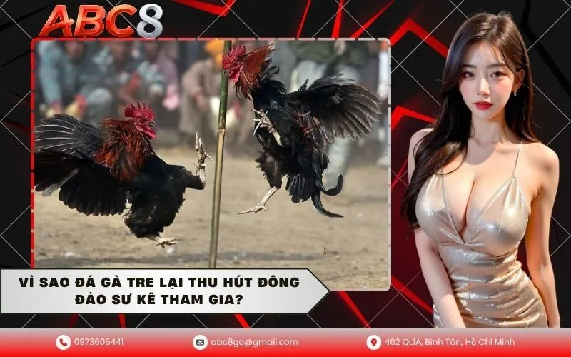 Vì sao đá gà tre lại thu hút đông đảo sư kê tham gia